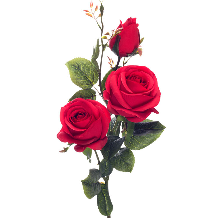 شاخه گل رز هلندی